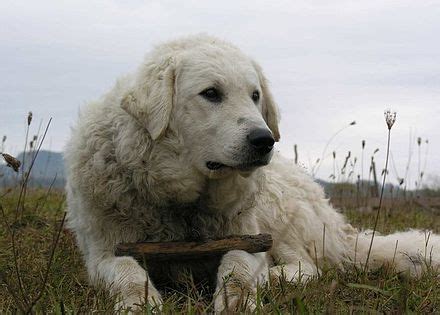 Kuvasz - Wikipedia