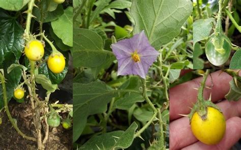 Solanum linnaeanum - Alchetron, The Free Social Encyclopedia