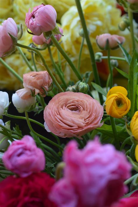 Ranunculus or Persian Buttercup Persian Buttercup, April Flowers, Ranunculus, Rose, Plants, Pink ...