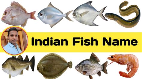 Indian fish name | Name of Indian fish | Fish name | Top fish name ...