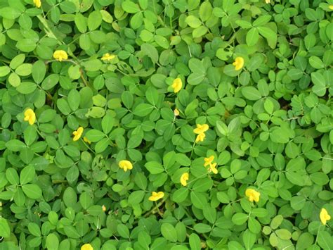 Arachis duranensis Verzorging(Stekken, Bemesten, Ziekten en Plagen) - PictureThis