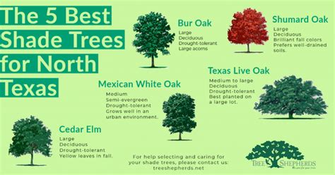 The Five Best Shade Trees for North Texas - Tree Shepherds