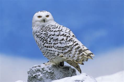 snowy owl facts and information : Biological Science Picture Directory – Pulpbits.net