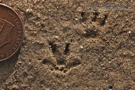 Vole Tracks | Mammals, Track, Photo