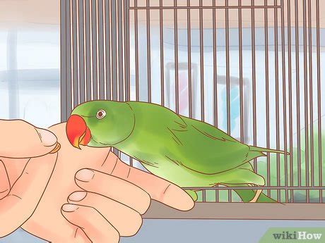 How To Look After A Pet Parrot - Tomorrowfall9