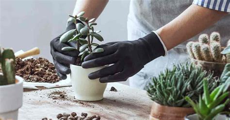 Succulent Soil Mix: How To Make Succulent Potting Soil [RECIPES]