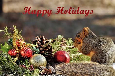 Happy Holidays Squirrel Free Stock Photo - Public Domain Pictures
