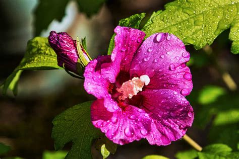 Learn About Hibiscus Plant Care | Kellogg Garden Organics™