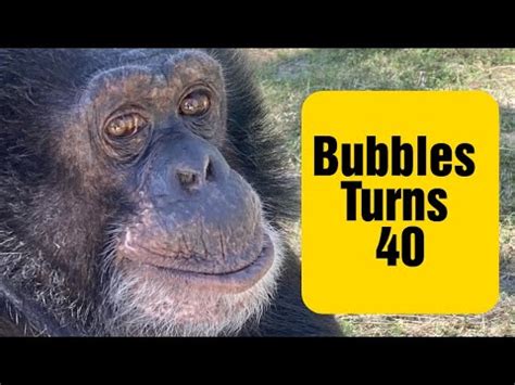 Michael Jackson’s Chimp Bubbles Turned 40 and His Party Theme Was “Bubbles” – Sunny 107.9