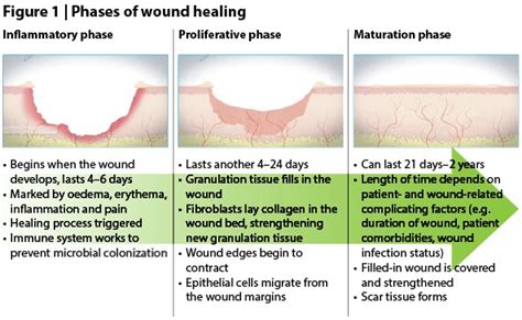 Stages Of Wound Repair