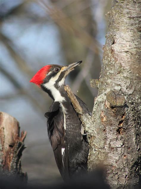 Pileated Woodpecker | Indiana Ivy Nature Photographer | Flickr