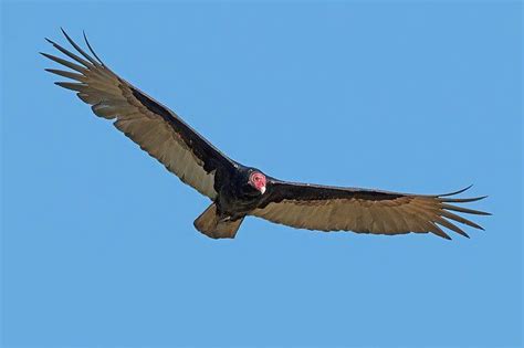 Species Profile: Cathartes aura - Turkey Vulture » Bella Vista Property Owners Association