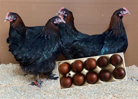 Pure breeds that lay dark brown eggs - Country Smallholding