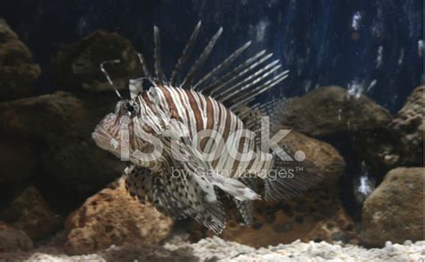 Spiky Fish Swimming In The Coral. Stock Photo | Royalty-Free | FreeImages