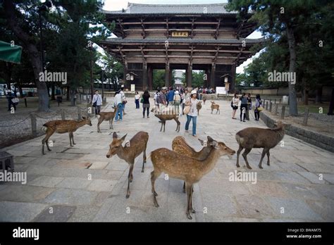 Deers at Todaiji Temple, Nara, Japan Stock Photo - Alamy