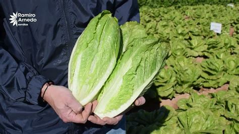 Romaine Lettuce vs Butter Lettuce - The Kitchen Community