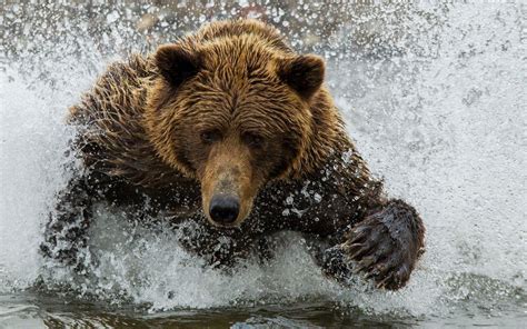 Grizzly Bear Wallpapers Images Photos Pictures Backgrounds