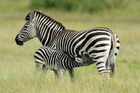 Plains Zebra with foal stock photo. Image of interaction - 7170750