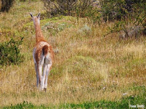 Patagonia Animals: A Wildlife Guide to Southern Chile & Argentina ...