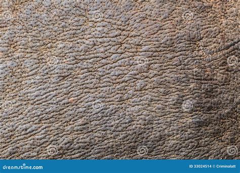 Rhino skin stock photo. Image of texture, detail, closeup - 33024514