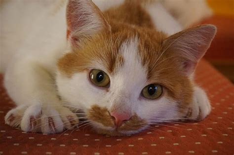 Mange In Cats: Types, Symptoms, Treatment | Pets Nurturing