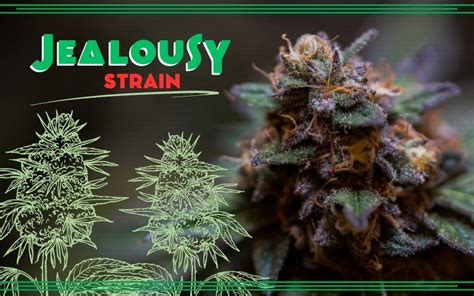 Jealousy Strain: A Green-Eyed Delight — GHouse DC