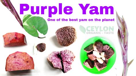 Purple Yam - One of the best yam on planet - Ceylon Organic Taste