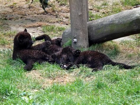 2014 - Black leopard cubs 1 by Lena-Panthera on DeviantArt