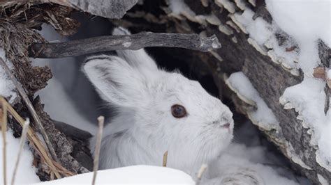 Snowshoe hare