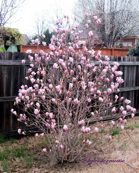 The Jane Magnolia Tree - Easy Backyard Gardening | Jane magnolia tree, Japanese magnolia tree ...