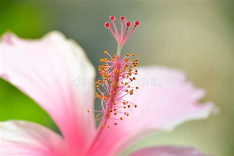 Macro View Anther Stigma Pink Hibiscus Rosa-sinensis or Rose Mallow Flower Stock Image - Image ...