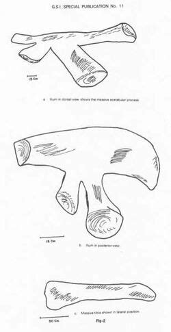 Bruhathkayosaurus Fossils