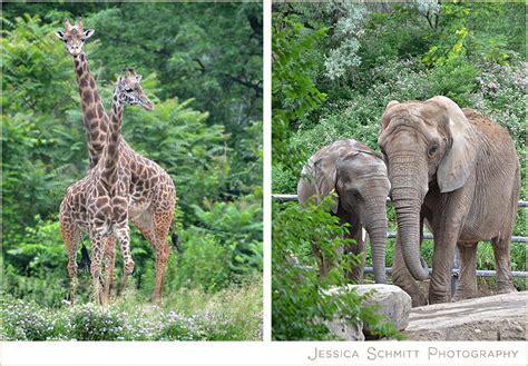 Personal Post: Trip to the Pittsburgh Zoo | Jessica Schmitt Photography ...