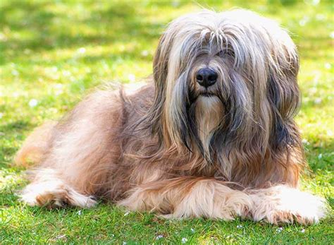 Everything about your Tibetan Terrier - LUV My dogs