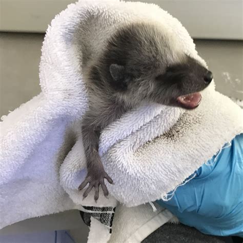 Caring for Bandit-Faced Babies | California Wildlife Center