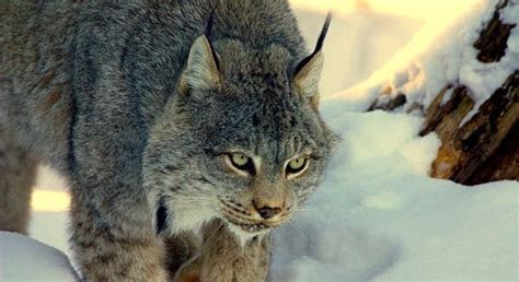 Washington state lists Canada lynx as endangered rare cats - NBC Right Now/KNDO/KNDU Tri-Cities ...