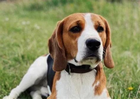 100+ Male Beagle Names