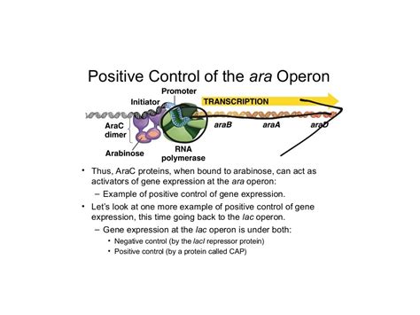 Positive and negative control | Science, Biology, Genetics | ShowMe