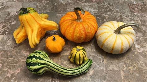 Drying Gourds for a Year - Cucurbitaceae Documentary - YouTube