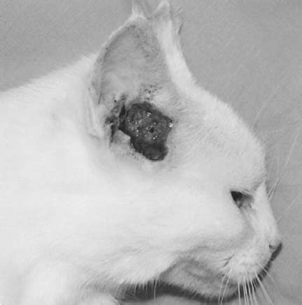 neoplasia in cats life expectancy - Jada Gaither