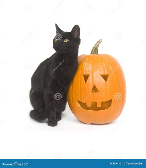 Black cat and pumpkin stock image. Image of black, mammal - 3394101