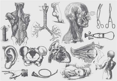 Gray Anatomy And Health Care Illustrations 130966 Vector Art at Vecteezy