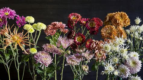 Chrysanthemum: Elegant, Symbolic Flowers for Autumn Bouquets - Sunset