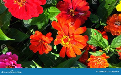 Red and orange flowers stock photo. Image of flower - 289820532