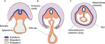 Frontiers | Sterile Injury Repair and Adhesion Formation at Serosal Surfaces