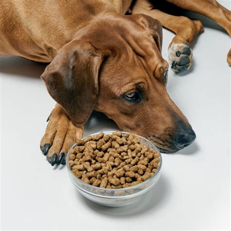 9 Reasons Your Dog Won’t Eat Dry Dog Food (And What To Do!) – World of Dogz