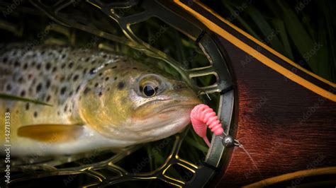 Wild brown trout caught on a fishing trip. Stock Photo | Adobe Stock