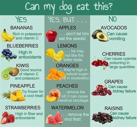 Can my dog eat this? Human food that is safe for dogs. - Bark With It