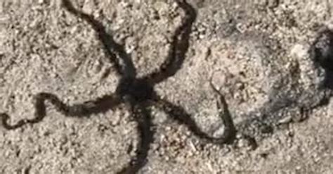 A Black Brittle Starfish Crawling In The Ground Free Stock Video ...