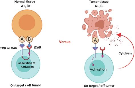 Inhibitory CARs (iCARs) and their mechanism of action. Upon the... | Download Scientific Diagram